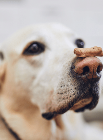 Biscoitos para Melhora Cognitiva em Cães